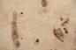 Preview: Olive Ash Burl, - veneer (0,6mm) - 7,95m² (24pcs. x 69cm x 48cm)