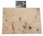 Preview: Olive Ash Burl, - veneer (0,6mm) - 7,95m² (24pcs. x 69cm x 48cm)