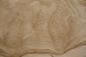 Preview: Olive Ash Burl, - veneer (0,6mm) - 8,15m² (13pcs. x 114cm x 55cm)