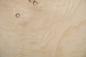 Preview: White Ash Burl, - veneer (0,6mm) - 2,11m² (21pcs. x 67cm x 15cm)