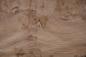 Preview: Elm partial Burl, - veneer (0,6mm) - 3,52m² (19pcs. x 53cm x 35cm)