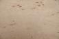 Preview: Birke Maser -Furnier (0,6mm) - 0,21m² (9Stk. x 29cm x 8cm)