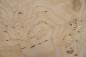 Preview: Olive Ash Burl, - veneer (0,6mm) - 0,6m² (10pcs. x 30cm x 20cm)