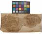 Preview: Oak Burl (Roseoak), - veneer (0,6mm) - 1,2m² (15pcs. x 42cm x 19cm)