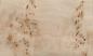 Preview: 0,6mm Pappel Maser (Mapa) Furnier 1m² H 24 26 16