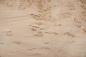 Preview: Birke Maser -Furnier (0,6mm) - 2,33m² (16Stk. x 81cm x 18cm)