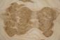 Preview: Olive Ash Burl, - veneer (0,6mm) - 1,6m² (8pcs. x 77cm x 26cm)