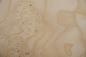 Preview: Esche Maser, weiß -Furnier (0,6mm) - 0,17m² (6Stk. x 26cm x 11cm)