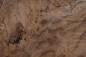 Preview: Californian Walnut Burl, - veneer (1,8mm) - 0,26m² (6pcs. x 16cm x 27cm)