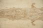 Preview: Esche Maser; oliv -Furnier (0,6mm) - 11,01m² (16Stk. x 186cm x 37cm)