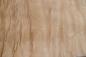 Preview: Quilted Maple, - veneer (0,6mm) - 1,54m² (16pcs. x 80cm x 12cm)