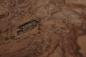 Preview: Californian Walnut Burl, - veneer (1,8mm) - 0,42m² (8pcs. x 22cm x 24cm)