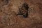 Preview: Californian Walnut Burl, - veneer (1,8mm) - 0,34m² (8pcs. x 25cm x 17cm)