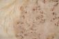 Preview: Mapa Burl, - veneer (0,6mm) - 4,1m² (23pcs. x 66cm x 27cm)