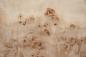 Preview: Mapa Burl, - veneer (0,6mm) - 0,9m² (10pcs. x 43cm x 21cm)