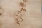 Preview: Pappel Maser (Mapa) -Furnier (0,6mm) - 1,21m² (24Stk. x 18cm x 28cm)