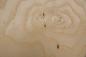 Preview: Esche Maser; oliv -Furnier (0,6mm) - 0,46m² (10Stk. x 11cm x 42cm)