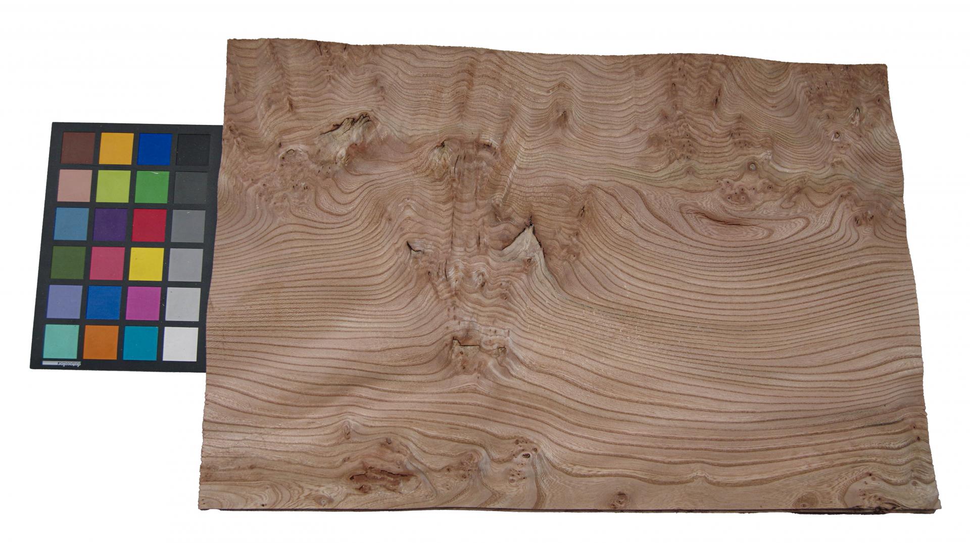 Elm partial Burl, - veneer (0,6mm) - 3,52m² (19pcs. x 53cm x 35cm)