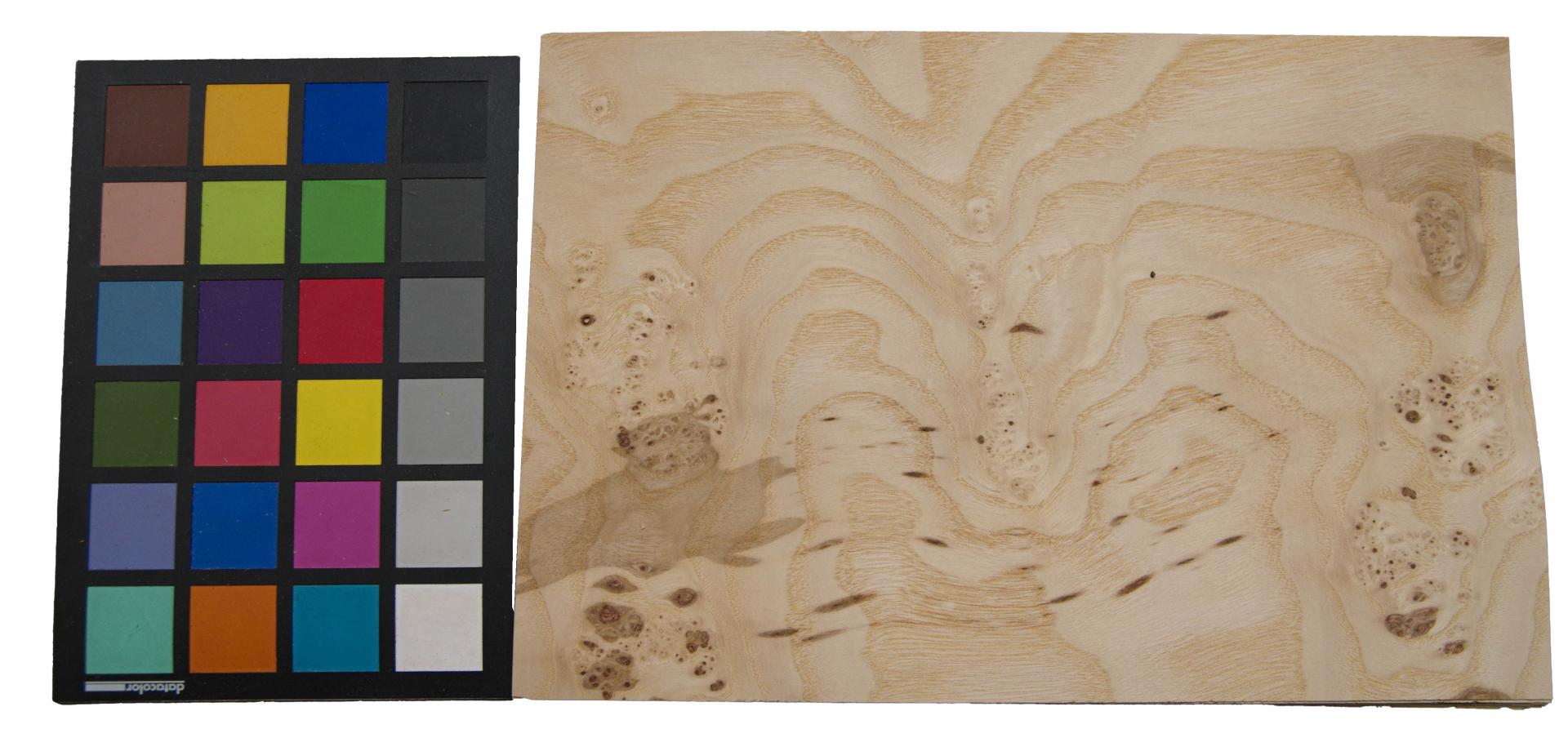 Olive Ash Burl, - veneer (0,6mm) - 0,6m² (10pcs. x 30cm x 20cm)