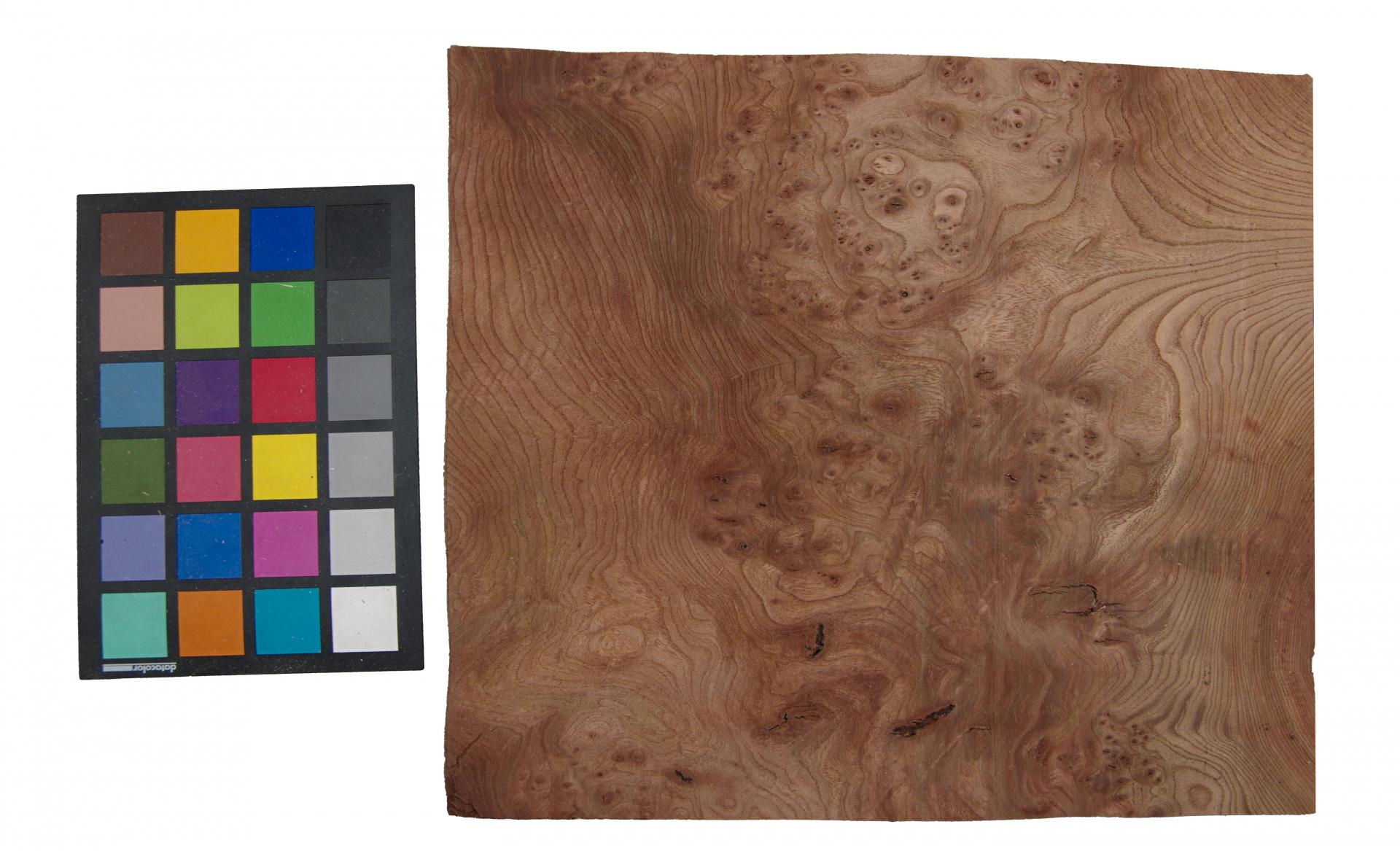 Rüster (Ulme) Maser -Furnier (0,6mm) - 2,42m² (23Stk. x 35cm x 30cm)