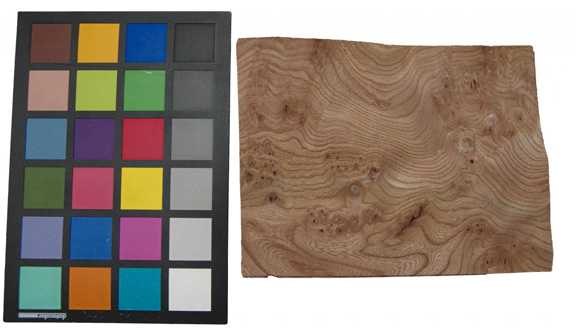 Elm partial Burl, - veneer (0,6mm) - 0,13m² (5pcs. x 18cm x 14cm)