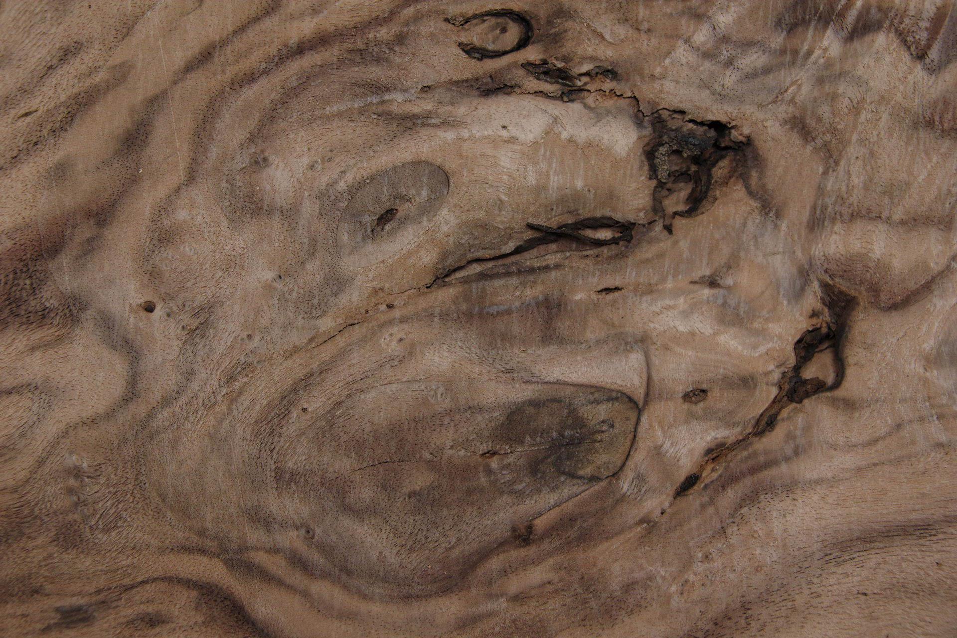 American Black Walnut, - veneer (1,4mm) - 0,44m² (7pcs. x 26cm x 24cm)