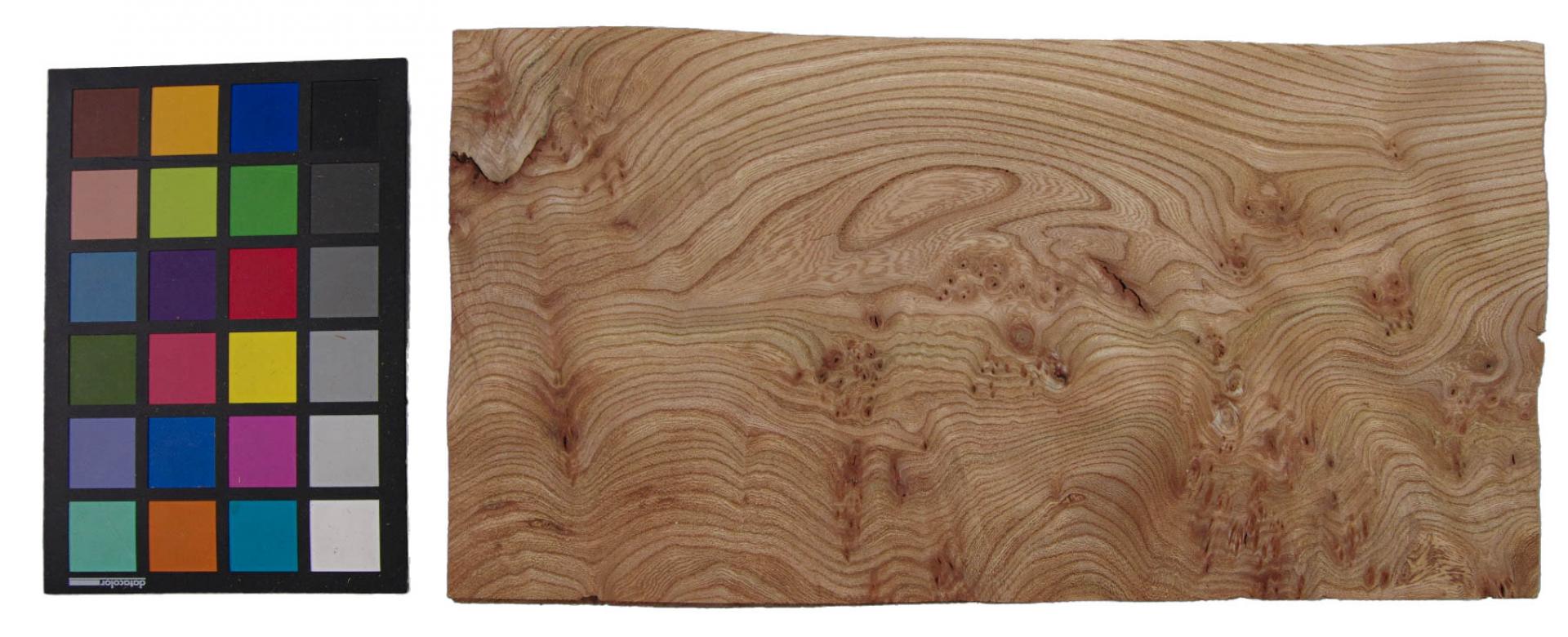 Elm partial Burl, veneer with Colour reference card