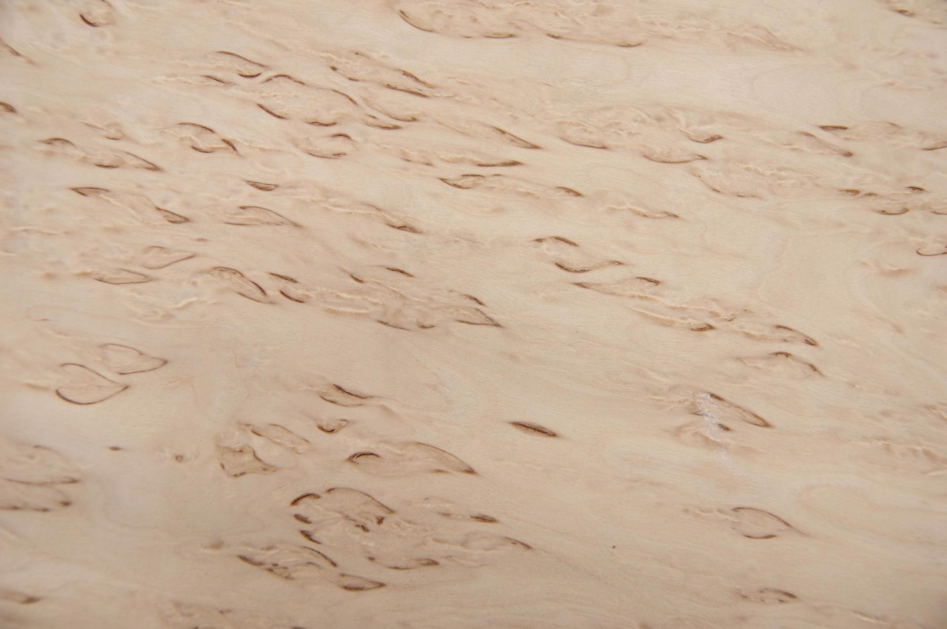 Birke Maser -Furnier (0,6mm) - 0,66m² (10Stk. x 49cm x 13,5cm)