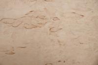 Birke Maser -Furnier (0,6mm) - 0,19m² (4Stk. x 40cm x 12cm)