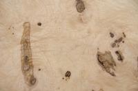 Olive Ash Burl, - veneer (0,6mm) - 7,95m² (24pcs. x 69cm x 48cm)