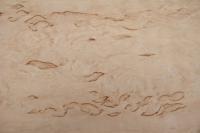 Birke Maser -Furnier (0,6mm) - 1,17m² (10Stk. x 90cm x 13cm)
