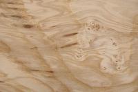 Esche Maser; oliv -Furnier (0,6mm) - 0,35m² (12Stk. x 16cm x 18cm)