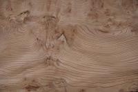 Elm partial Burl, - veneer (0,6mm) - 3,52m² (19pcs. x 53cm x 35cm)