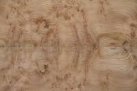 Elm partial Burl, - veneer (0,6mm) - 4,41m² (21pcs. x 75cm x 28cm)