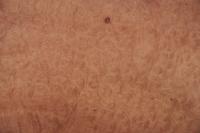 Madrona Maser -Furnier (0,6mm) - 3,08m² (20Stk. x 54cm x 28,5cm)