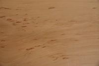 Swiss Pear, - veneer (0,6mm) - 2,2m² (22pcs. x 50cm x 20cm)