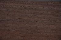 Wenge, - veneer (0,6mm) - 1,31m² (16pcs. x 86cm x 9,5cm)