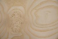 Esche Maser, weiß -Furnier (0,6mm) - 1,32m² (8Stk. x 55cm x 30cm)