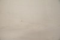 Ahorn, europäischer -Furnier (1,4mm) - 3,96m² (11Stk. x 109cm x 33cm)