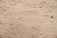 Birke Maser -Furnier (0,6mm) - 0,39m² (7Stk. x 40cm x 14cm)