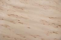 Birke Maser -Furnier (0,6mm) - 0,15m² (6Stk. x 18cm x 14cm)