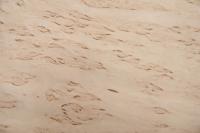 Birke Maser -Furnier (0,6mm) - 0,66m² (10Stk. x 49cm x 13,5cm)