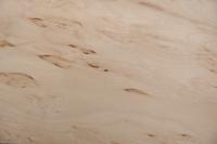 Birke Maser -Furnier (0,6mm) - 0,06m² (4Stk. x 18cm x 8cm)