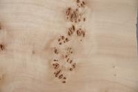 Pappel Maser (Mapa) -Furnier (0,6mm) - 1,21m² (24Stk. x 18cm x 28cm)